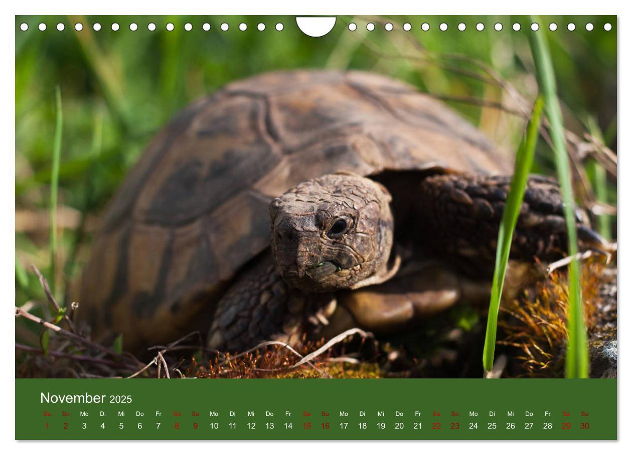 Bild: 9783435382927 | Landschildkröten (Wandkalender 2025 DIN A4 quer), CALVENDO...