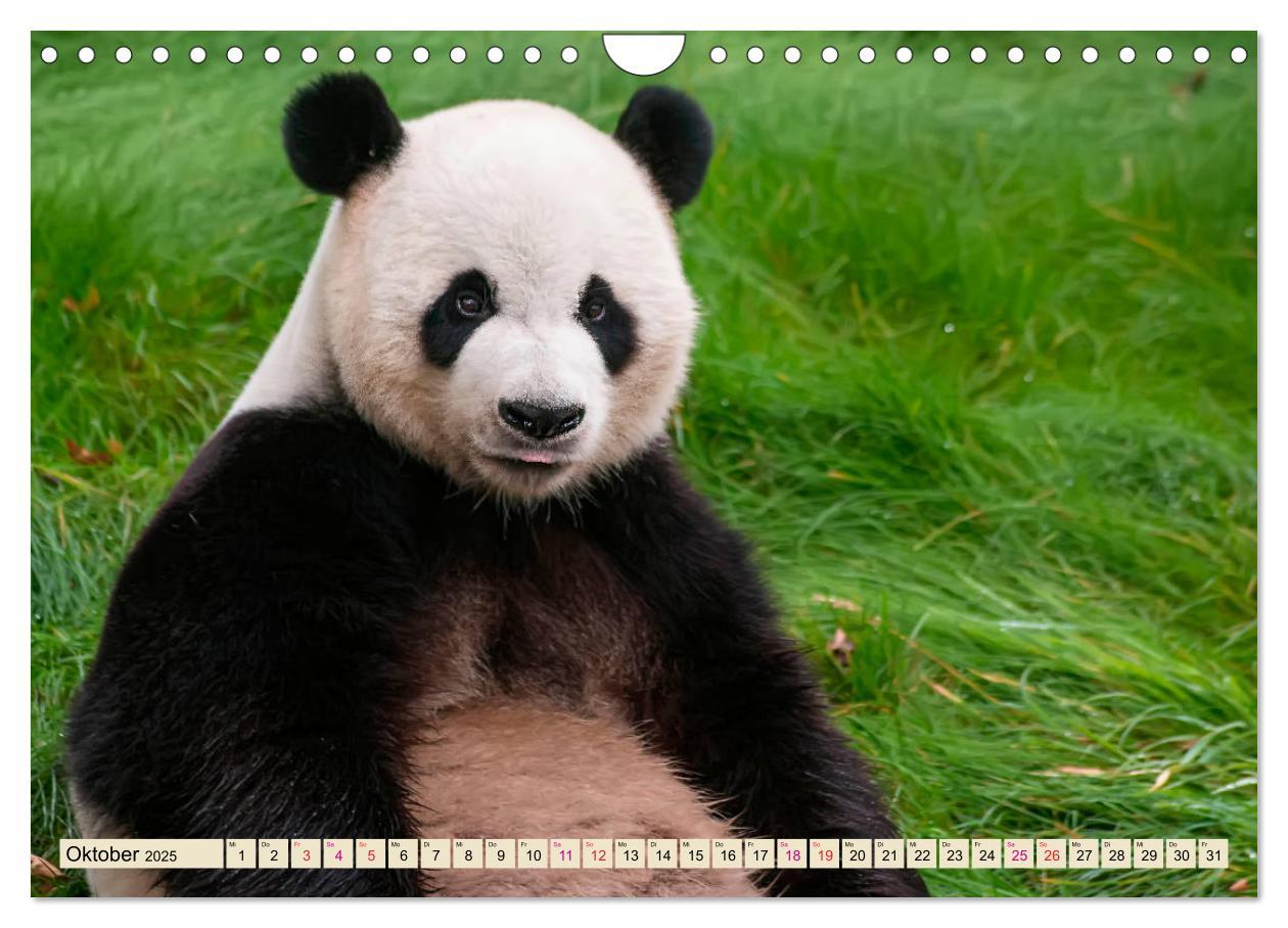 Bild: 9783435372058 | Niedlicher Panda (Wandkalender 2025 DIN A4 quer), CALVENDO...