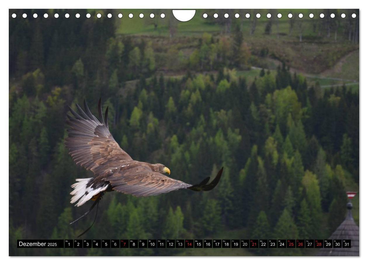 Bild: 9783435651191 | Adler und Greife - Könige des Himmels (Wandkalender 2025 DIN A4...