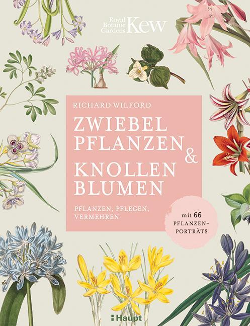 Cover: 9783258081939 | Zwiebelpflanzen & Knollenblumen | Richard Wilford | Buch | Deutsch