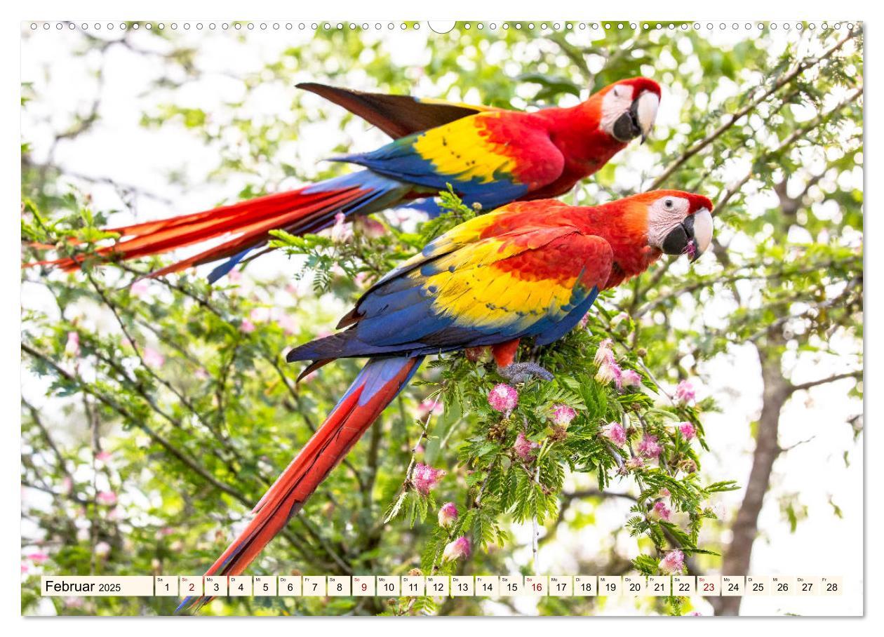 Bild: 9783435328383 | Costa Rica - Farben des Regenwaldes (Wandkalender 2025 DIN A2...