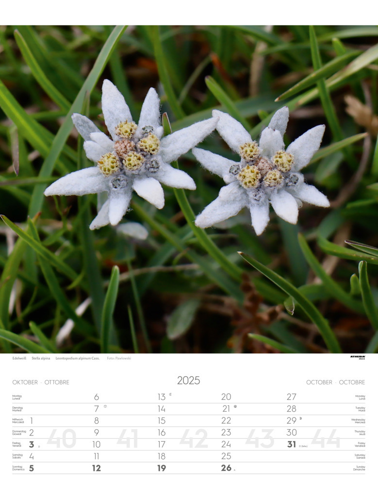 Bild: 9788868397425 | Alpenblumen Kalender 2025 | Fiori alpini - Alpine flowers | Verlag