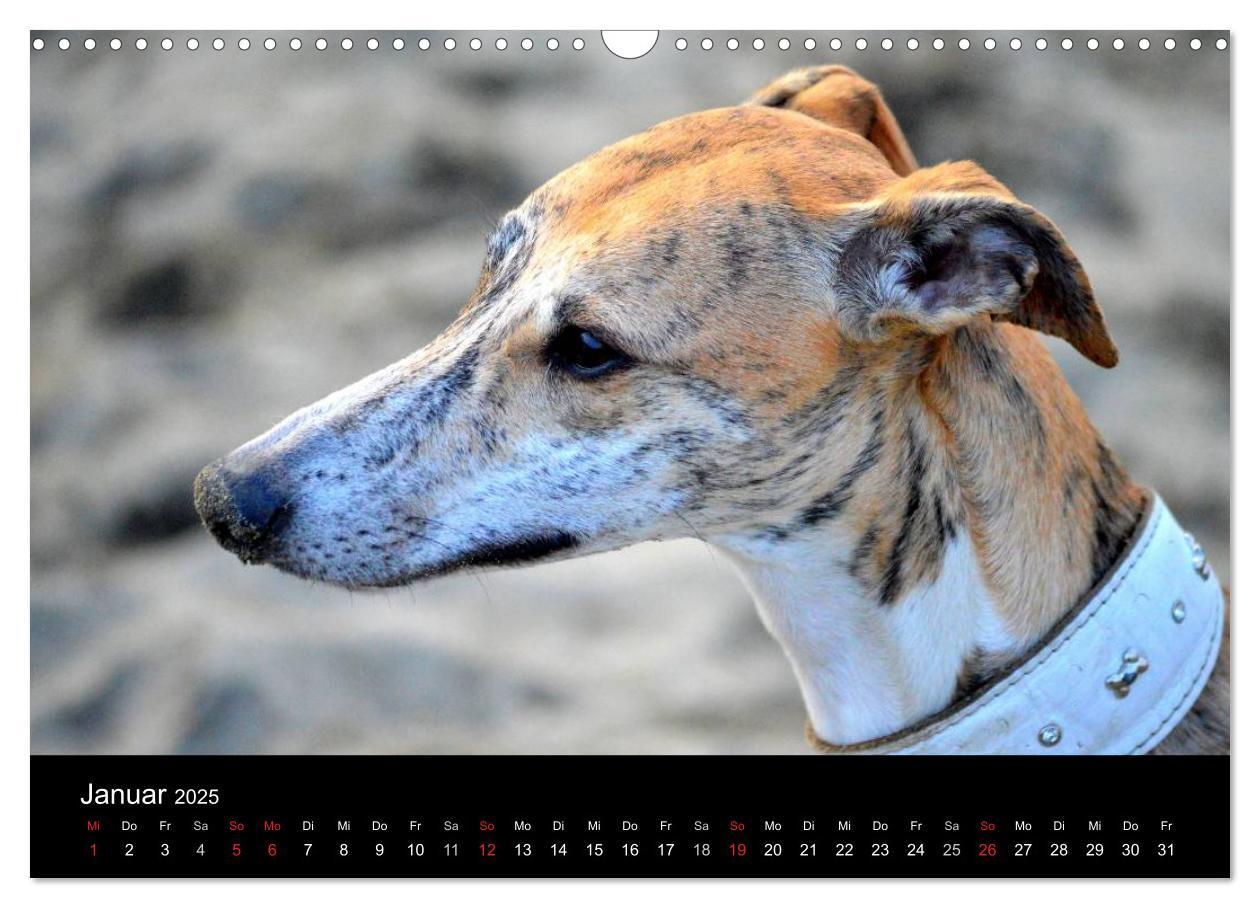 Bild: 9783435650798 | Whippet 2025 (Wandkalender 2025 DIN A3 quer), CALVENDO Monatskalender