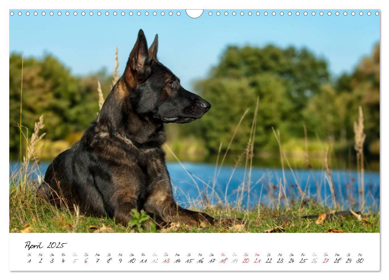 Bild: 9783435495511 | Schäferhunde Seelenhunde (Wandkalender 2025 DIN A3 quer), CALVENDO...