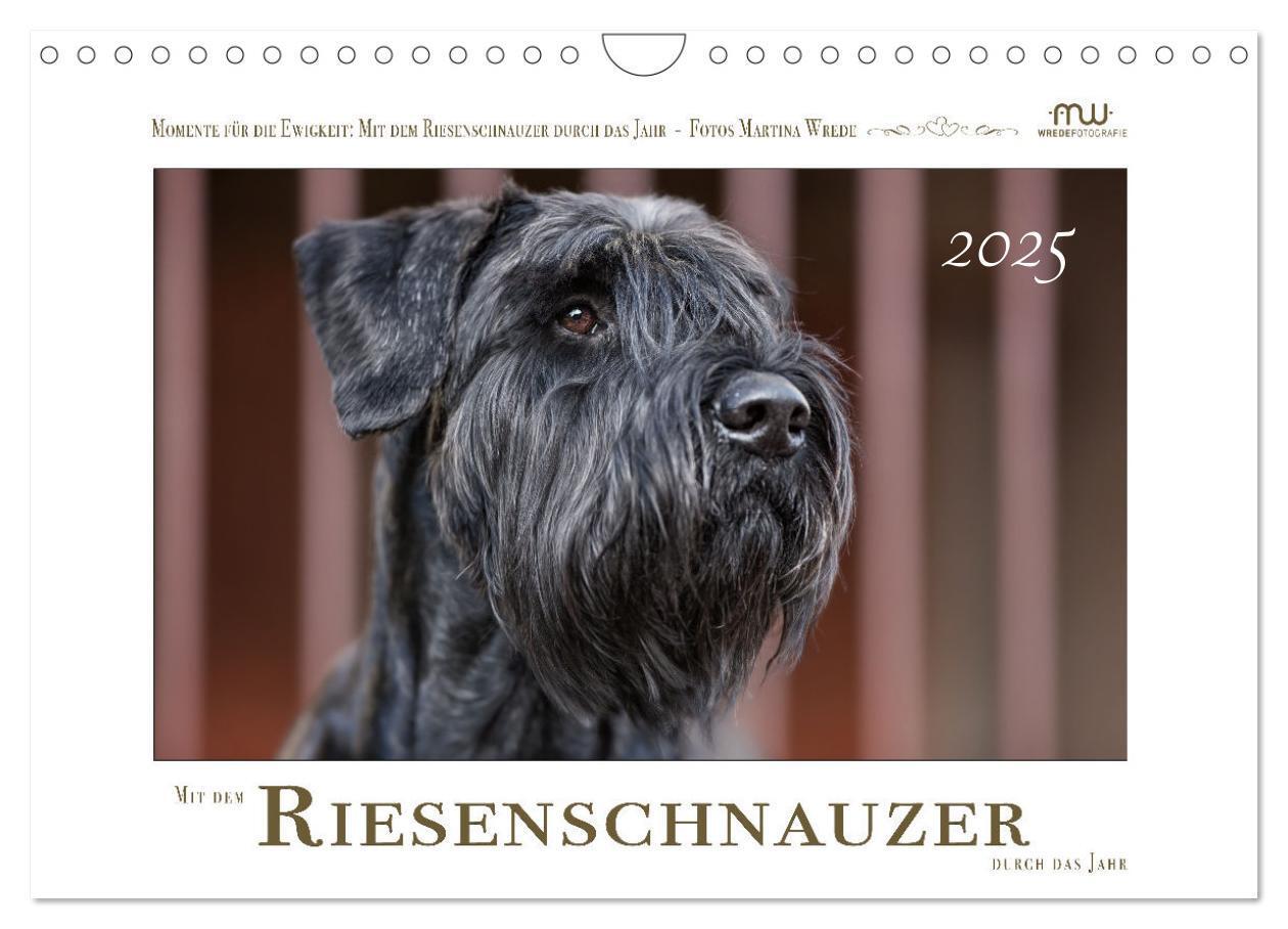 Cover: 9783435720071 | Mit dem Riesenschnauzer durch das Jahr (Wandkalender 2025 DIN A4...