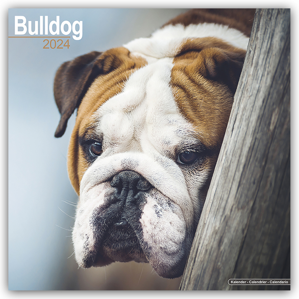 Cover: 9781804600245 | Bulldog - Bulldoggen 2024 - 16-Monatskalender | Ltd | Kalender | 13 S.