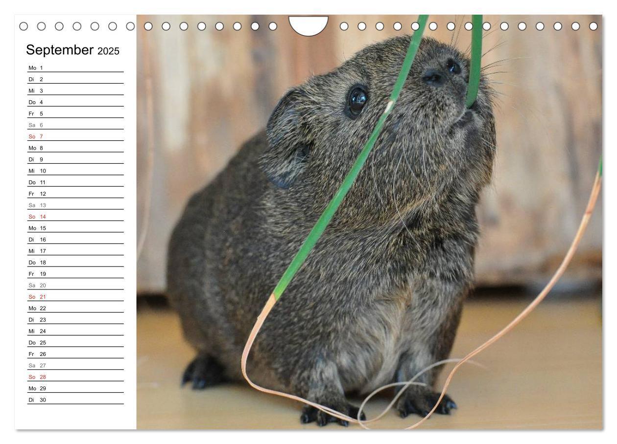 Bild: 9783435719686 | Meerschweinchen Niedliche Herzensbrecher (Wandkalender 2025 DIN A4...