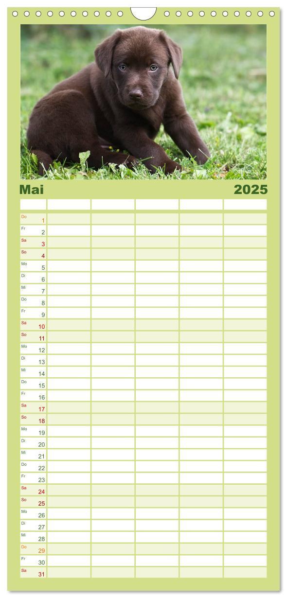 Bild: 9783457110102 | Familienplaner 2025 - Labrador Welpen mit 5 Spalten (Wandkalender,...