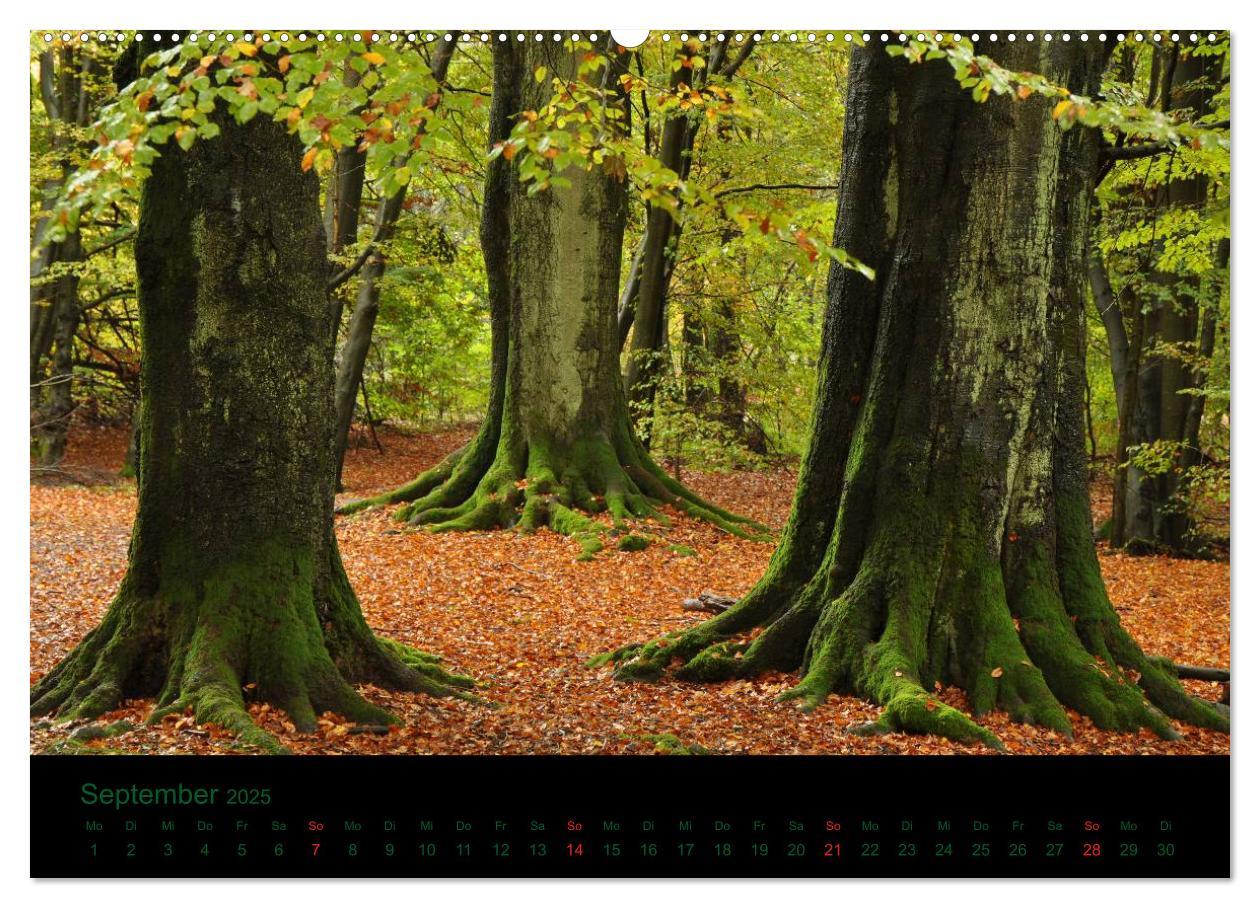 Bild: 9783435822744 | Baumgeflüster (Wandkalender 2025 DIN A2 quer), CALVENDO Monatskalender