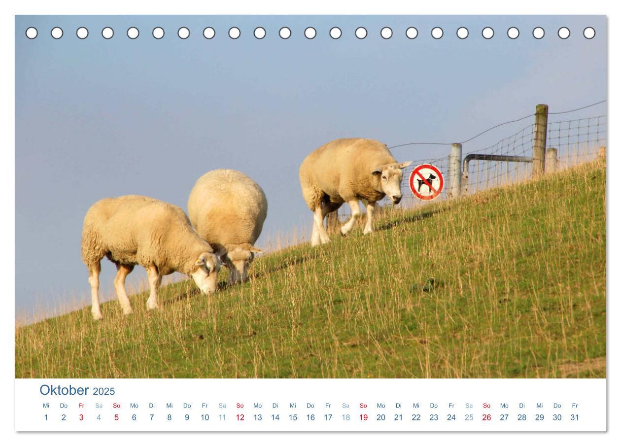 Bild: 9783435649815 | Schafe am Deich 2025. Tierische Impressionen von der Nordseeküste...