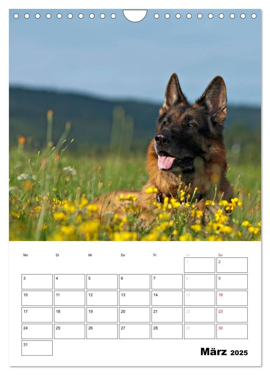 Bild: 9783457026731 | Deutsche Schäferhunde - Seelentröster auf vier Pfoten (Wandkalender...