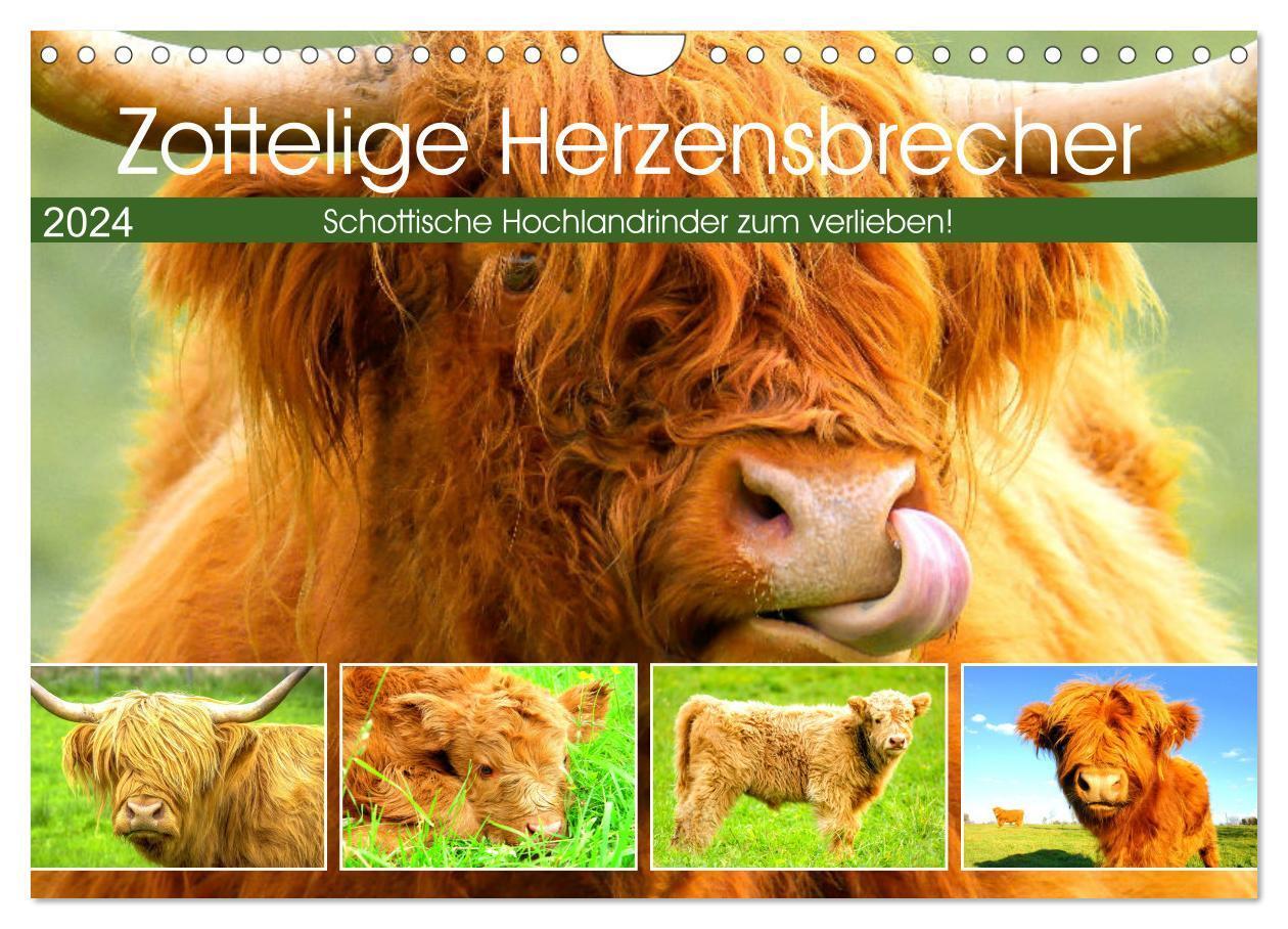 Cover: 9783675659629 | Zottelige Herzensbrecher. Schottische Hochlandrinder zum Verlieben...