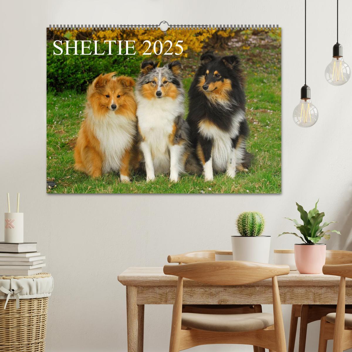 Bild: 9783435767892 | Sheltie 2025 (Wandkalender 2025 DIN A2 quer), CALVENDO Monatskalender