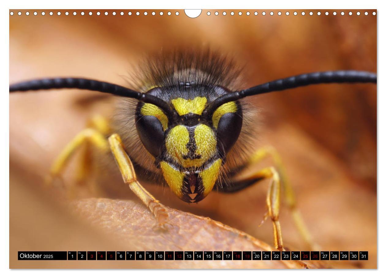 Bild: 9783435340514 | Faszination Makrofotografie: Wespen und Bienen (Wandkalender 2025...