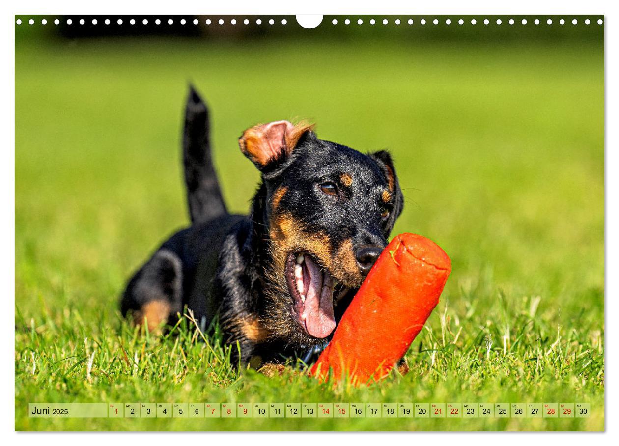 Bild: 9783457190098 | Deutscher Terrier - ein leidenschaftlicher Jäger (Wandkalender 2025...