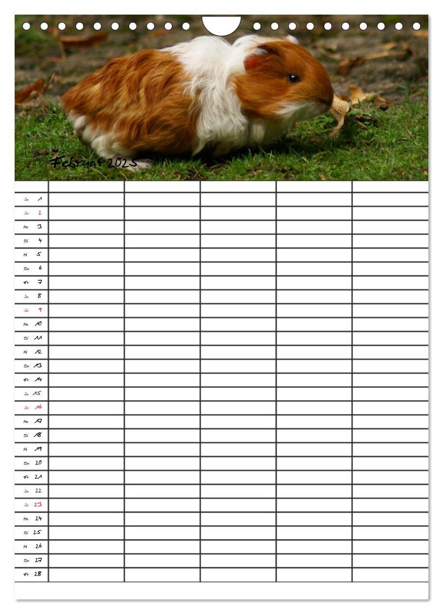 Bild: 9783457026205 | Meerschweinchen und Kaninchen Familienplaner (Wandkalender 2025 DIN...