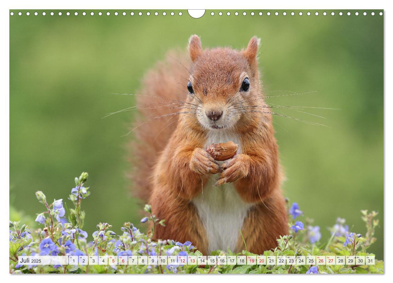 Bild: 9783435566723 | Besondere Augenblicke mit Eichhörnchen (Wandkalender 2025 DIN A3...