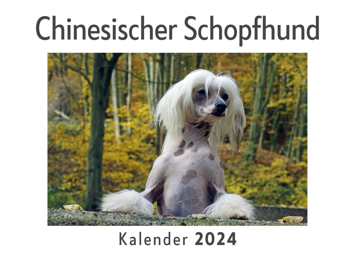 Cover: 9783750557512 | Chinesischer Schopfhund (Wandkalender 2024, Kalender DIN A4 quer,...