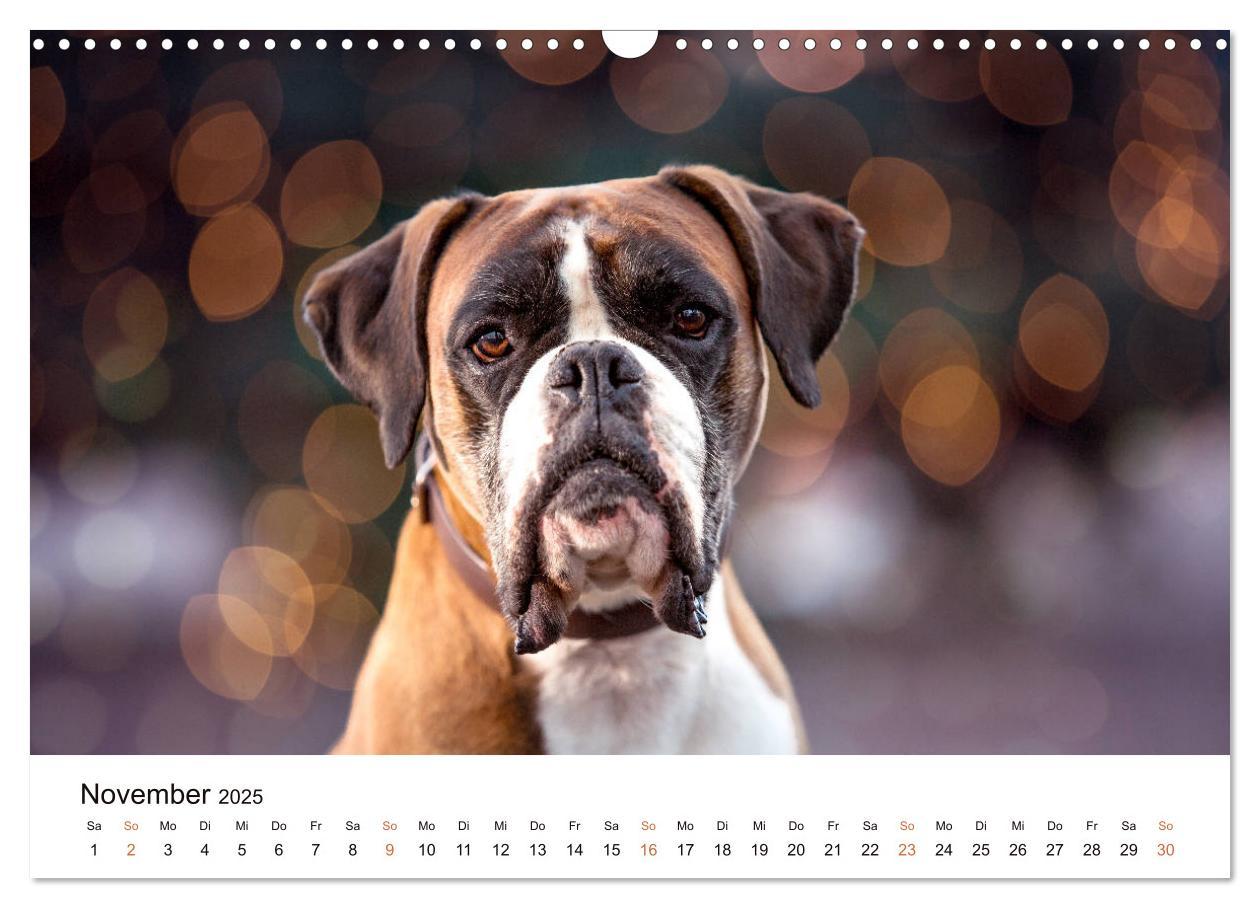 Bild: 9783435160143 | Deutscher Boxer (Wandkalender 2025 DIN A3 quer), CALVENDO...