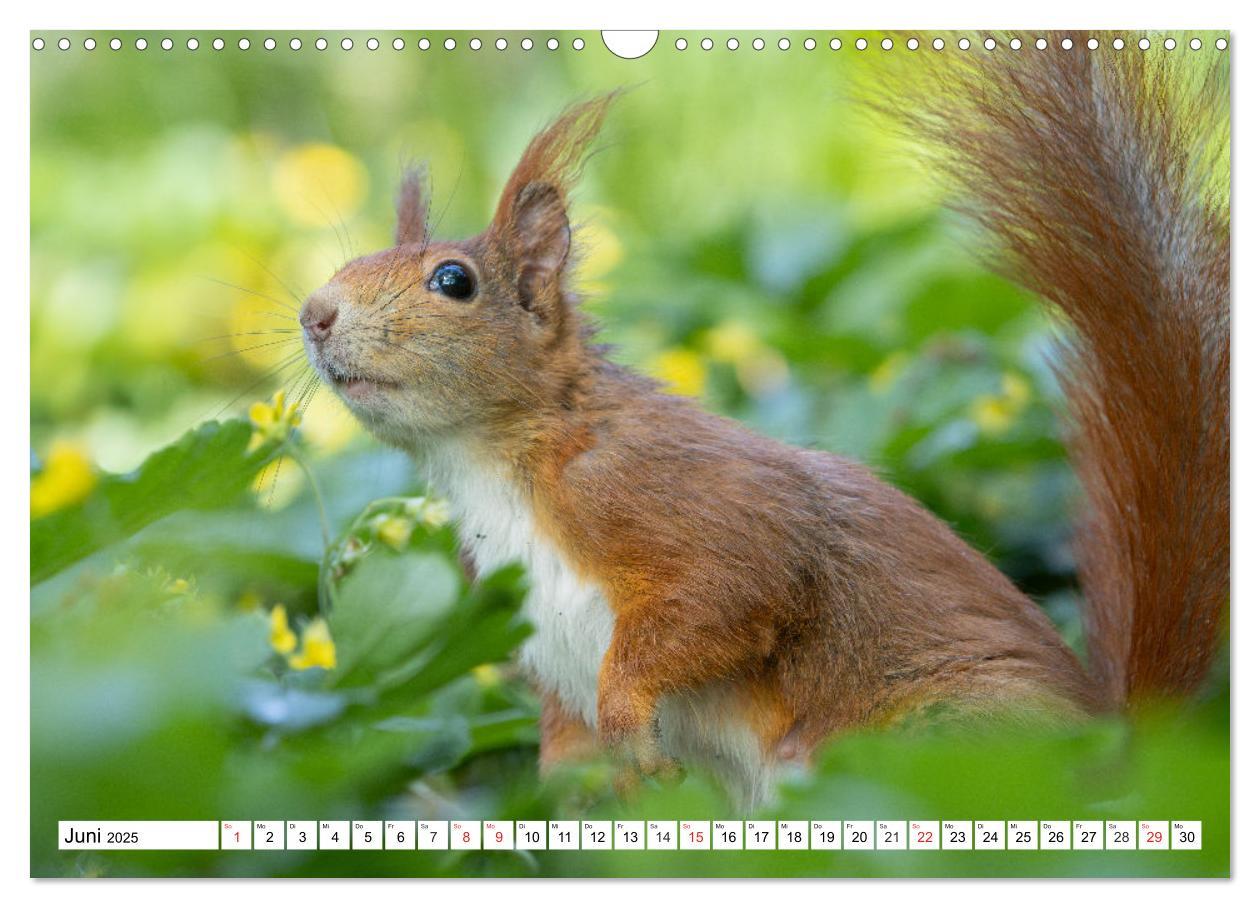 Bild: 9783435669912 | Eichhörnchen im Königlichen Garten (Wandkalender 2025 DIN A3 quer),...