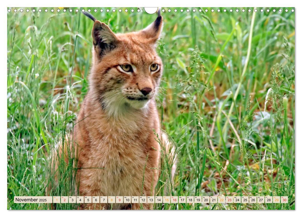 Bild: 9783435118397 | Raubkatze Luchs (Wandkalender 2025 DIN A3 quer), CALVENDO...