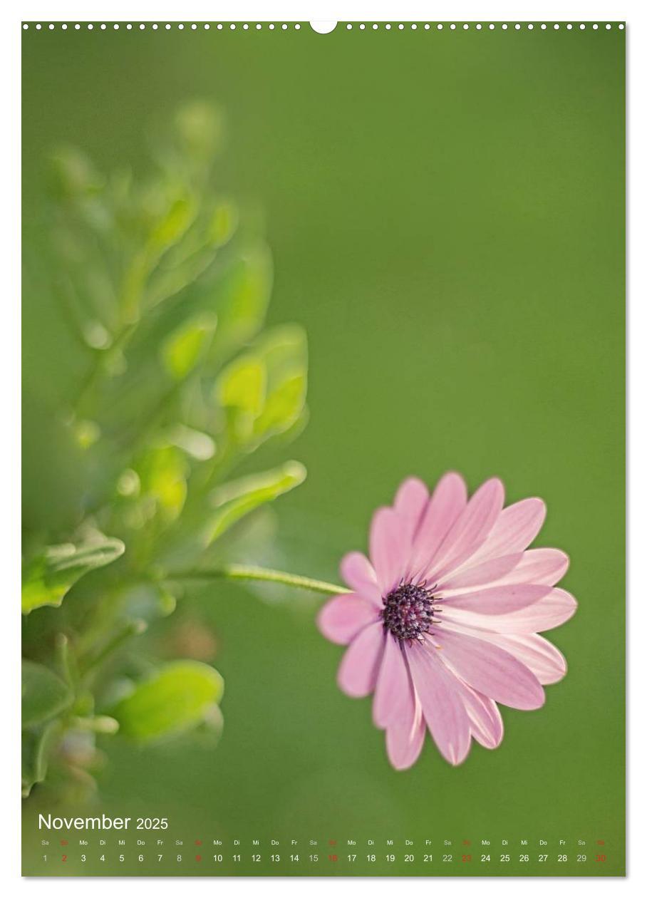 Bild: 9783457017319 | NATUR PUR Kleine Blumen am Wegesrand (Wandkalender 2025 DIN A2...