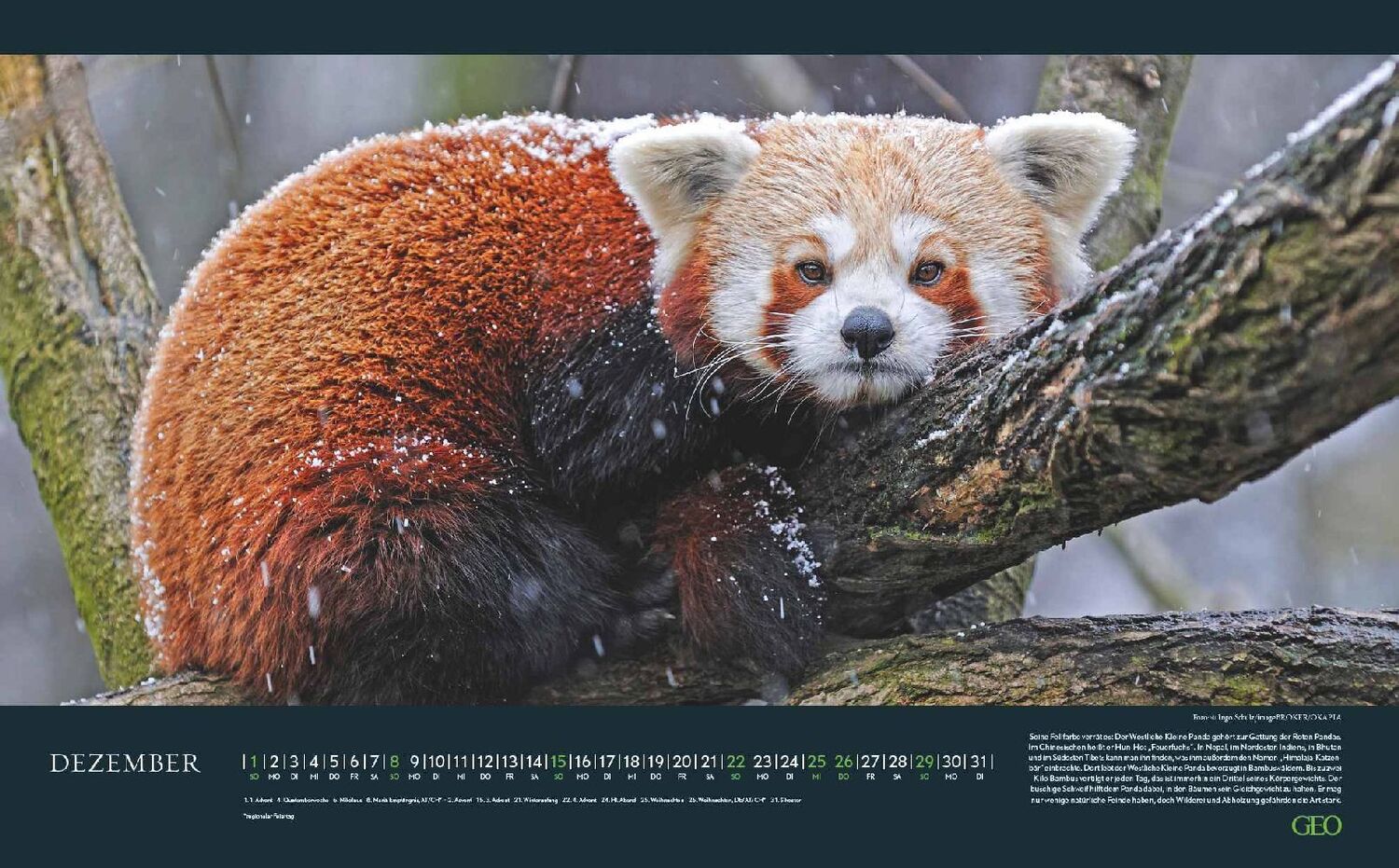 Bild: 4002725988522 | GEO Bedrohte Tierwelt 2024 - Wand-Kalender - Tier-Kalender -...