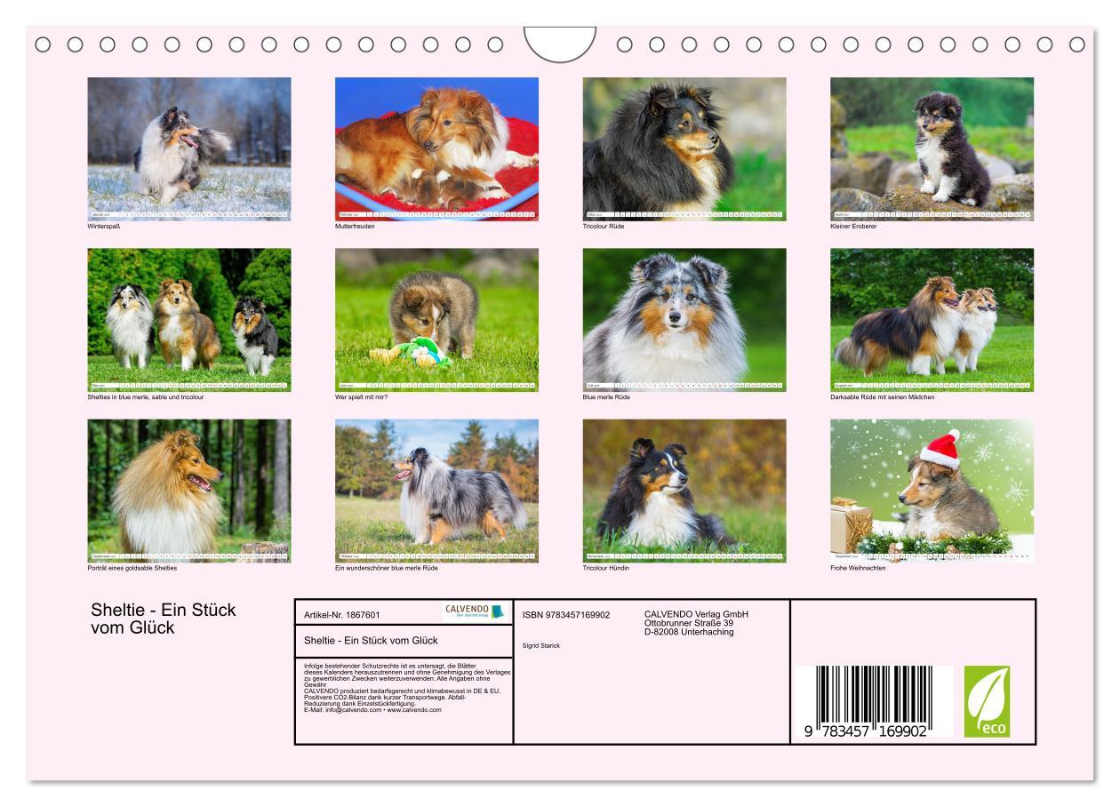 Bild: 9783457169902 | Sheltie - Ein Stück vom Glück (Wandkalender 2025 DIN A4 quer),...