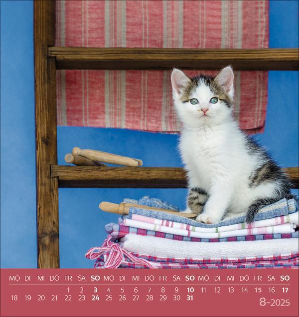 Bild: 9783731876724 | Schmusekatzen 2025 | aufstellbarer Postkartenkalender | Verlag Korsch