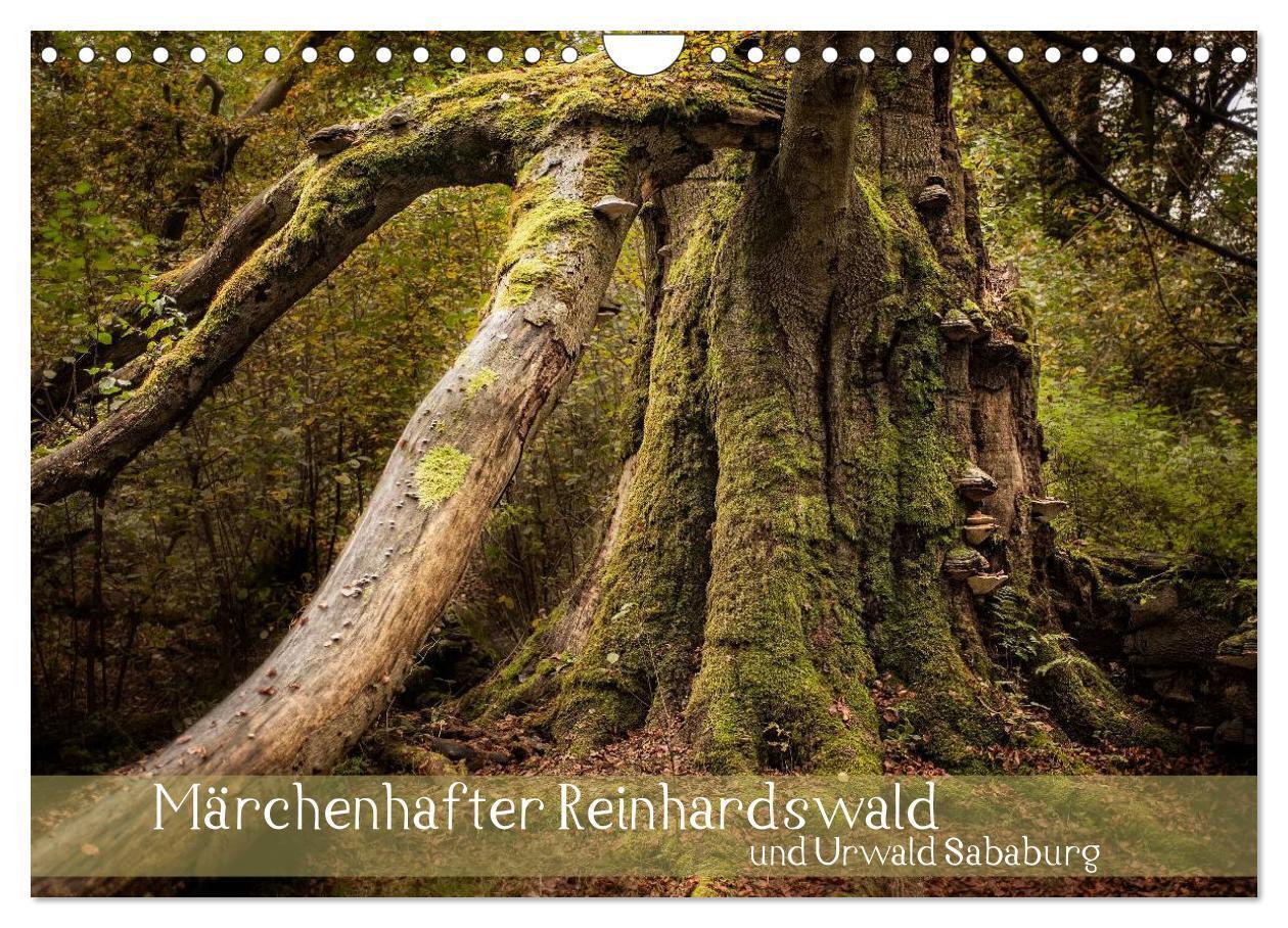 Cover: 9783383414855 | Märchenhafter Reinhardswald und Urwald Sababurg (Wandkalender 2024...