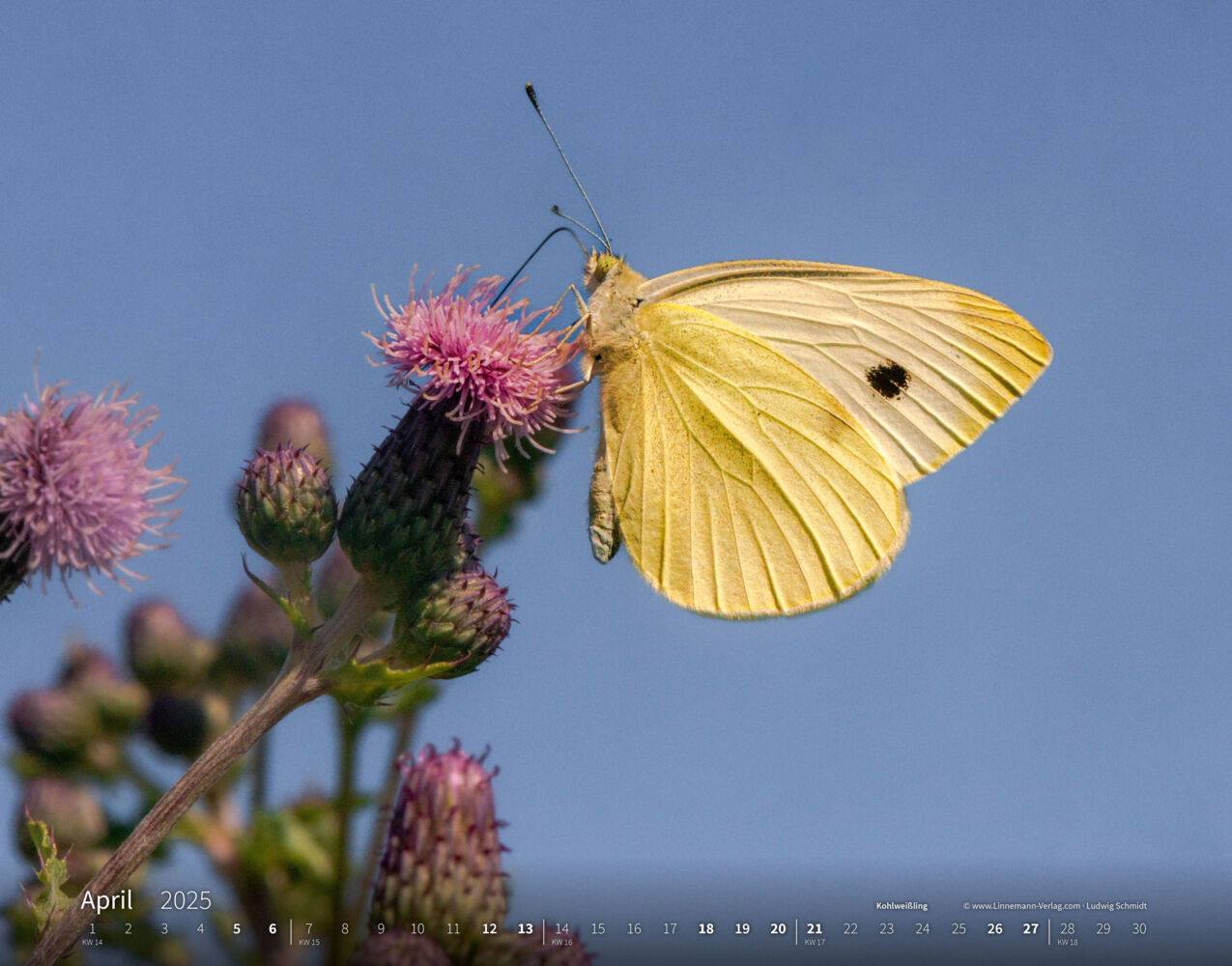 Bild: 9783862923410 | Schmetterlinge 2025 Großformat-Kalender 58 x 45,5 cm | Verlag | 14 S.