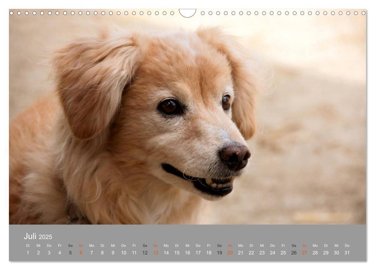 Bild: 9783435643622 | Graue Schnuten - Hunde in den besten Jahren (Wandkalender 2025 DIN...