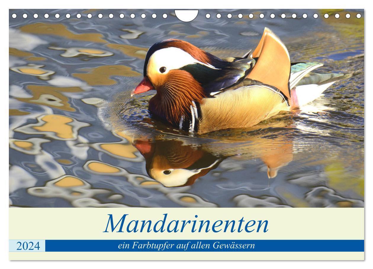 Cover: 9783675530751 | Mandarinenten, ein Farbtupfer auf allen Gewässern. (Wandkalender...