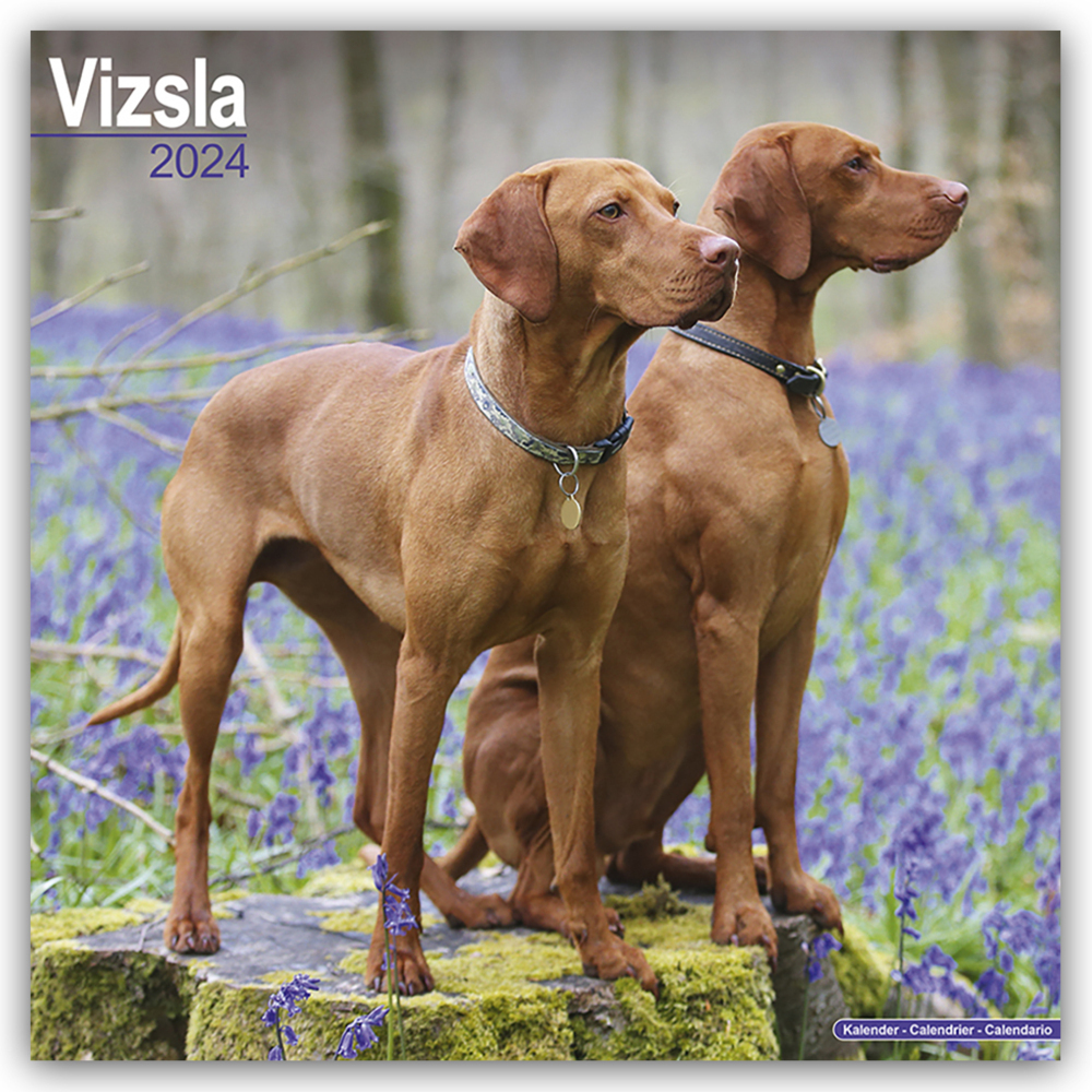 Cover: 9781804601006 | Vizsla - Ungarische Vorstehhunde 2024 - 16-Monatskalender | Ltd | 2024