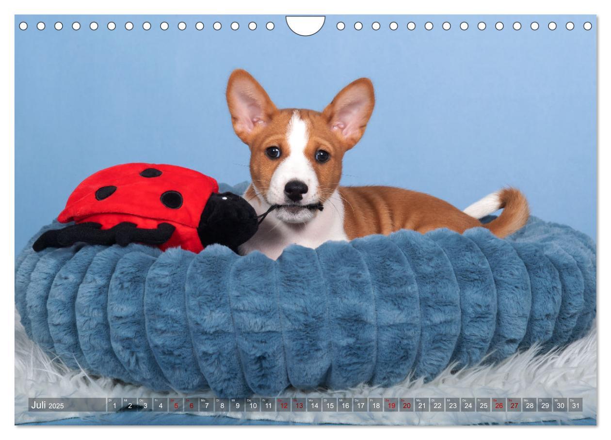 Bild: 9783383845758 | Basenji-Schönheiten (Wandkalender 2025 DIN A4 quer), CALVENDO...