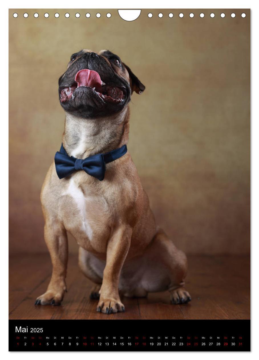 Bild: 9783457003756 | Bullys mit Charme - Französische Bulldoggen im Portrait...