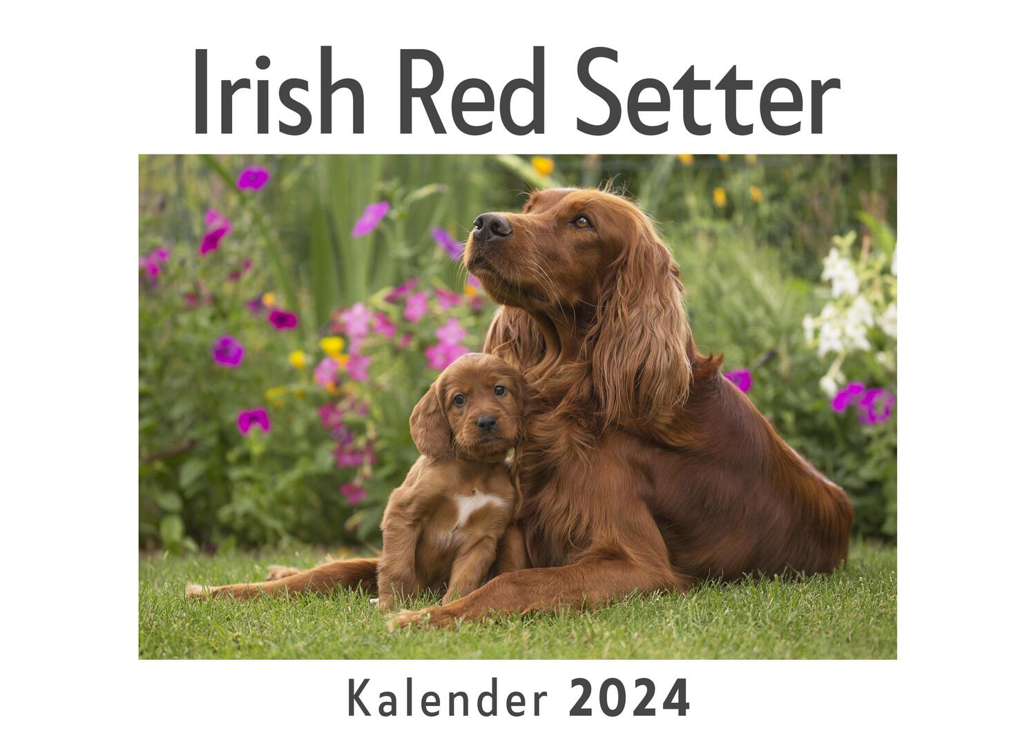Cover: 9783750557406 | Irish Red Setter (Wandkalender 2024, Kalender DIN A4 quer,...