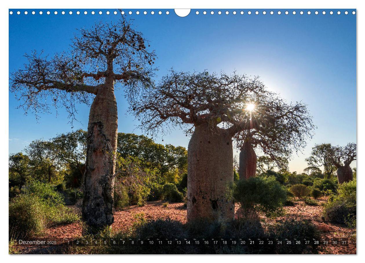 Bild: 9783435277889 | Zauberwald Ifaty · Traumhafte Baobabs in Madagaskar (Wandkalender...