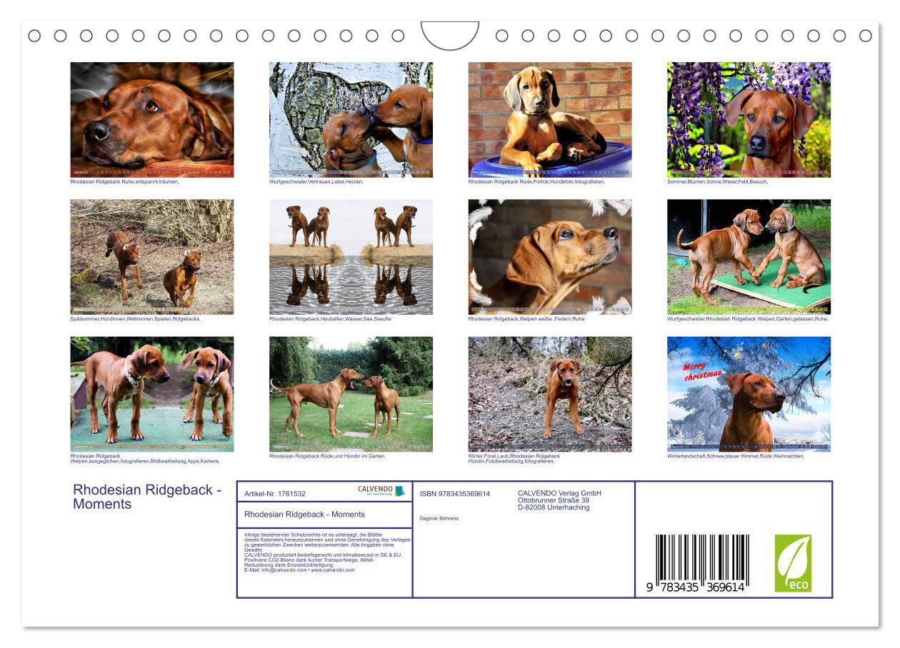 Bild: 9783435369614 | Rhodesian Ridgeback - Moments (Wandkalender 2025 DIN A4 quer),...