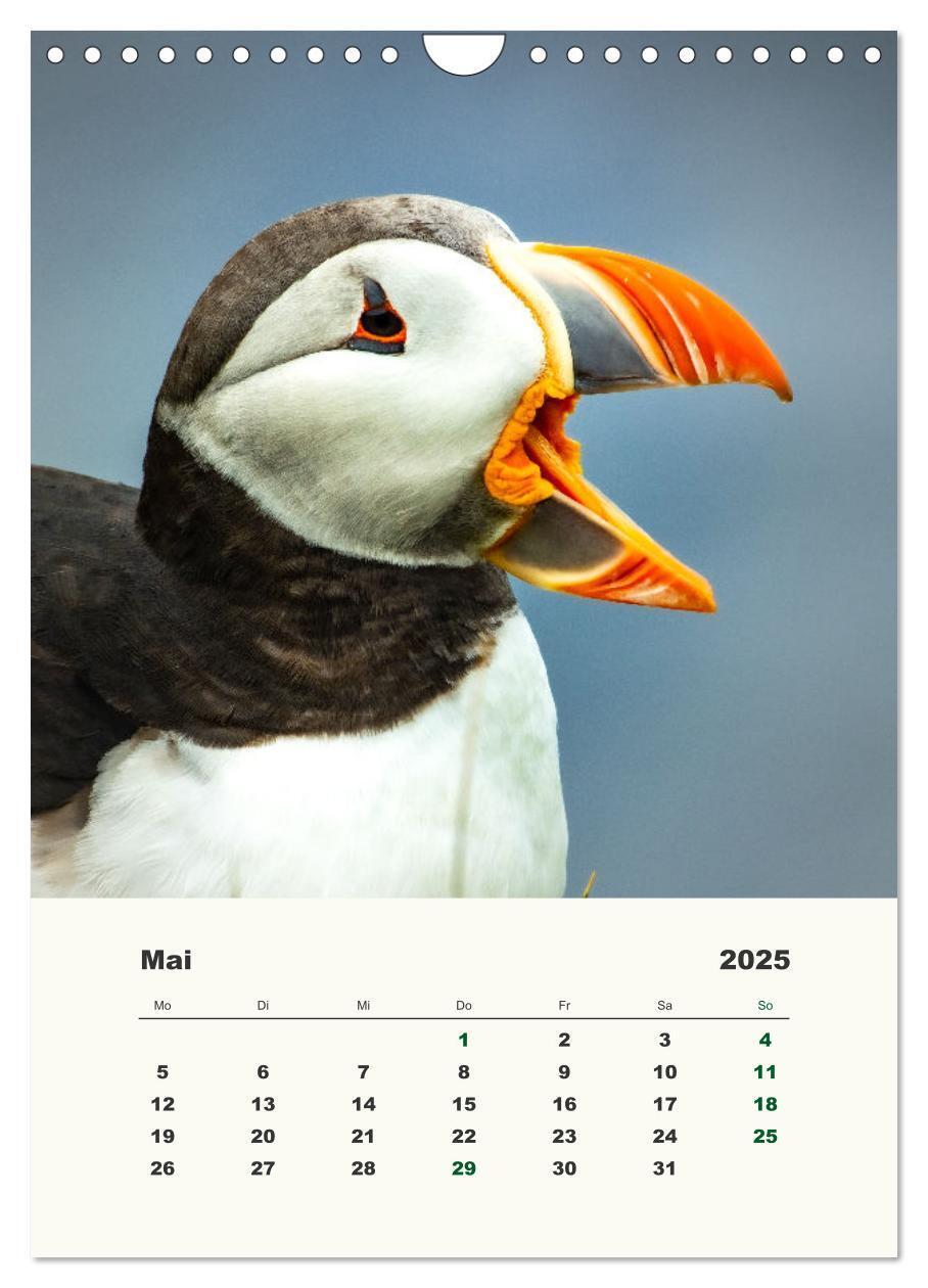 Bild: 9783435916832 | Papageientaucher in Island (Wandkalender 2025 DIN A4 hoch),...