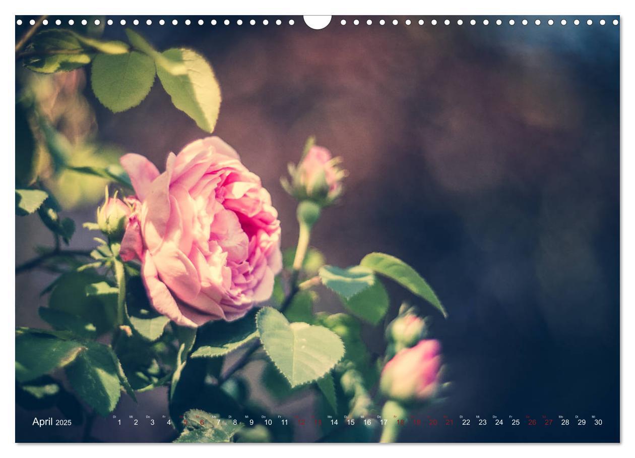 Bild: 9783435390861 | Die Welt der Alten Rosen (Wandkalender 2025 DIN A3 quer), CALVENDO...