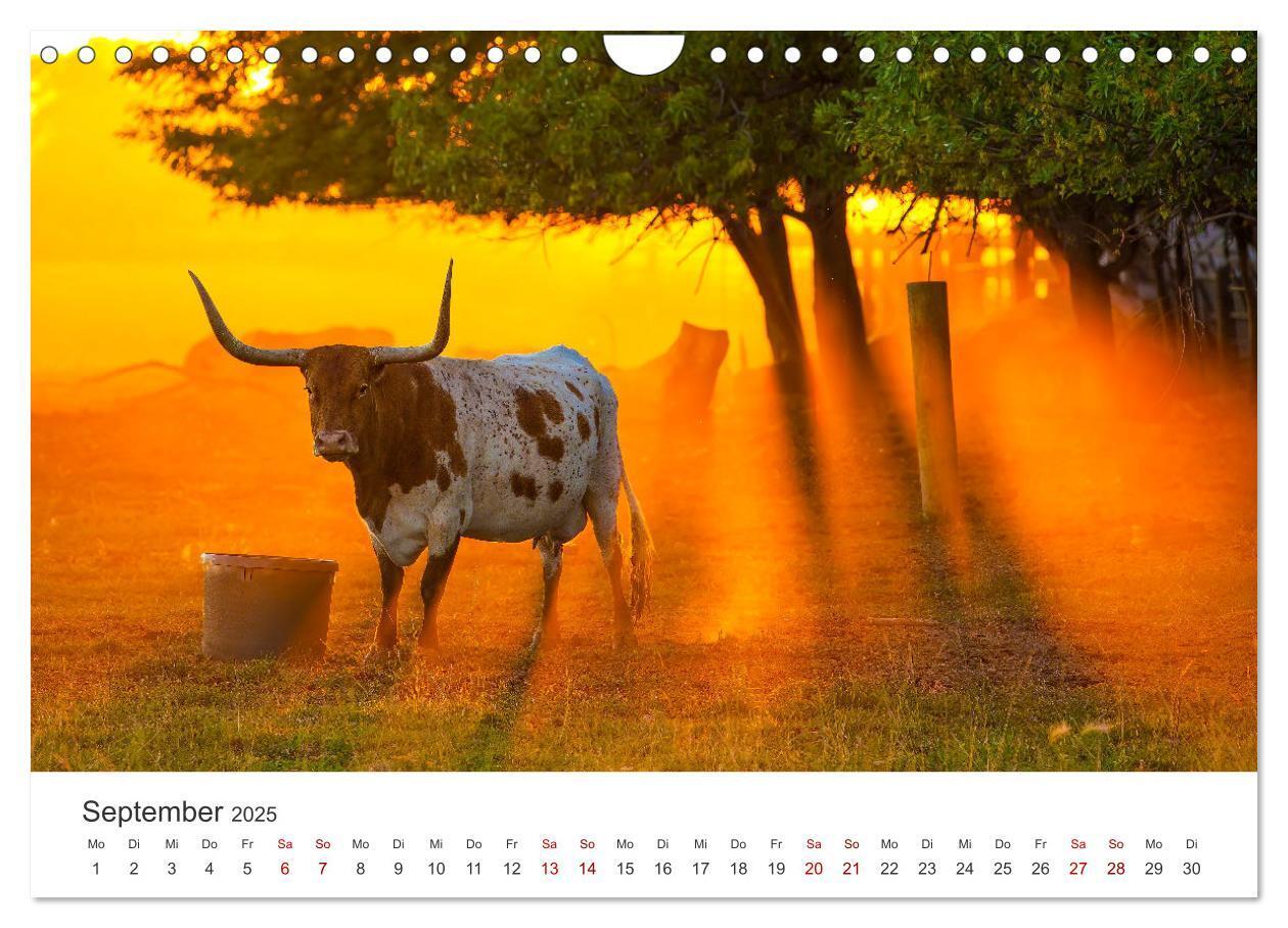 Bild: 9783457181232 | Texas - Howdy aus dem Lone Star State! (Wandkalender 2025 DIN A4...