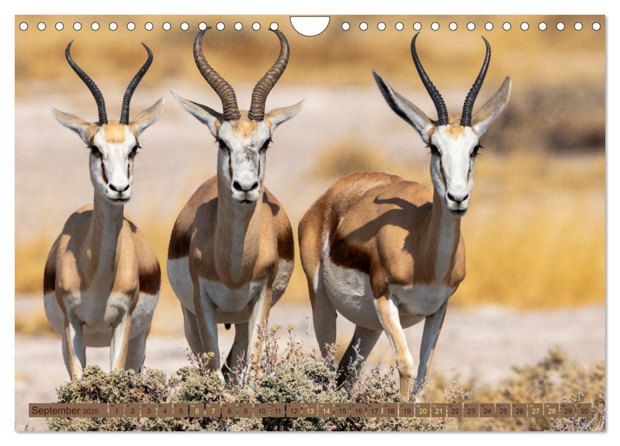 Bild: 9783383845468 | Wildlife Namibia - Etosha und Kalahari (Wandkalender 2025 DIN A4...