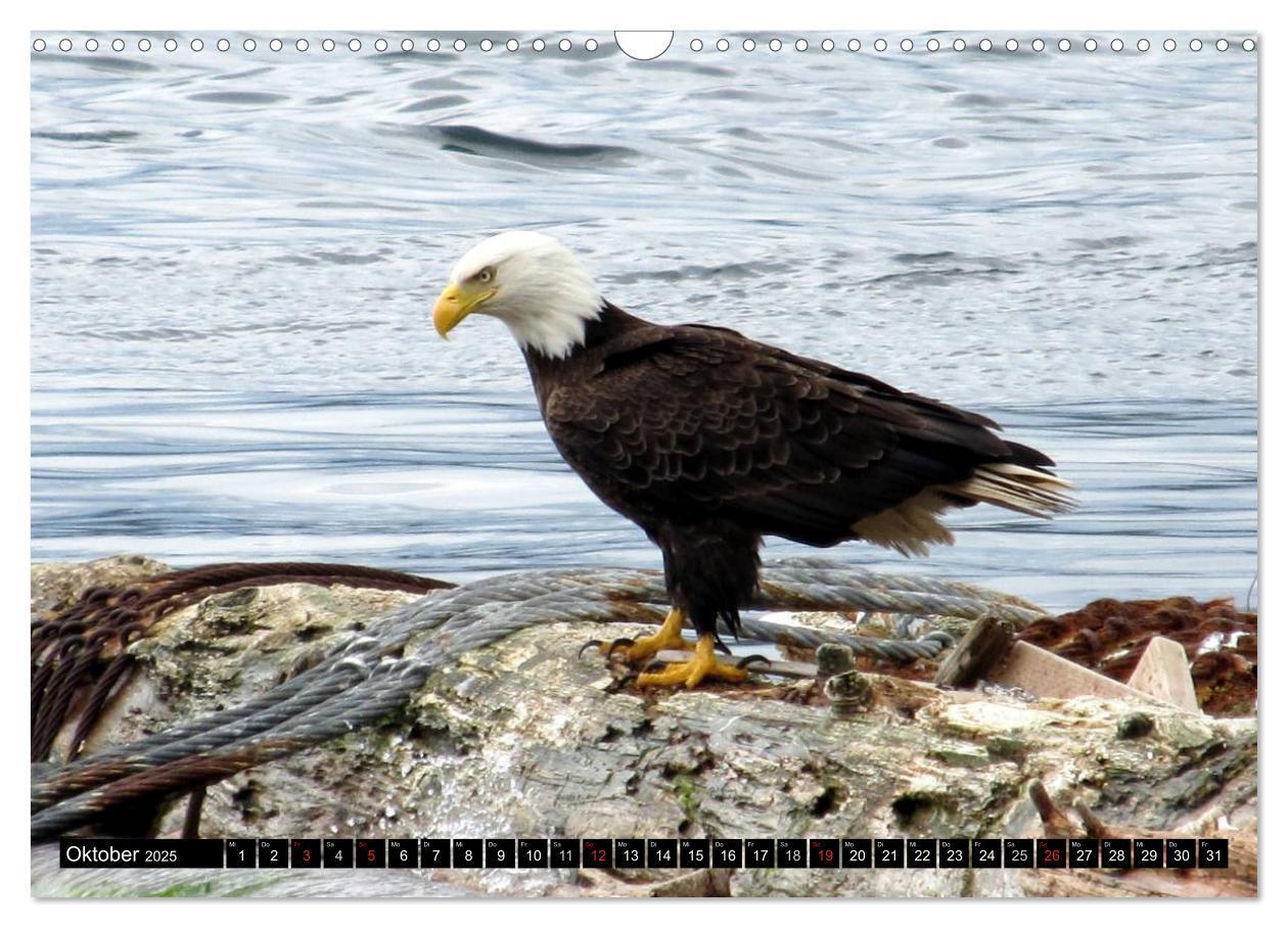 Bild: 9783435517886 | Weißkopfseeadler. Symbol der Freiheit (Wandkalender 2025 DIN A3...