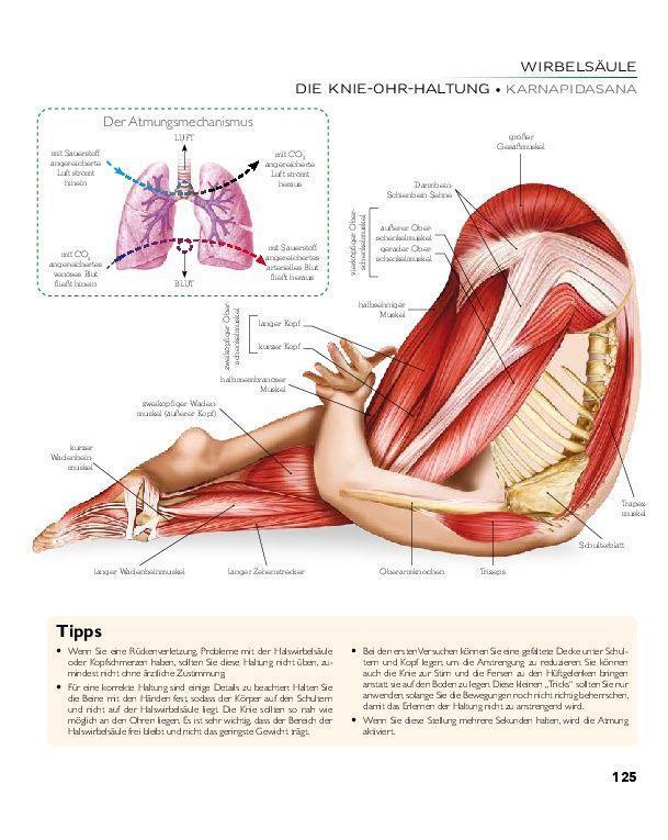 Bild: 9783966643849 | YOGA - Atlas der Anatomie | Svenja Tengs | Buch | 256 S. | Deutsch