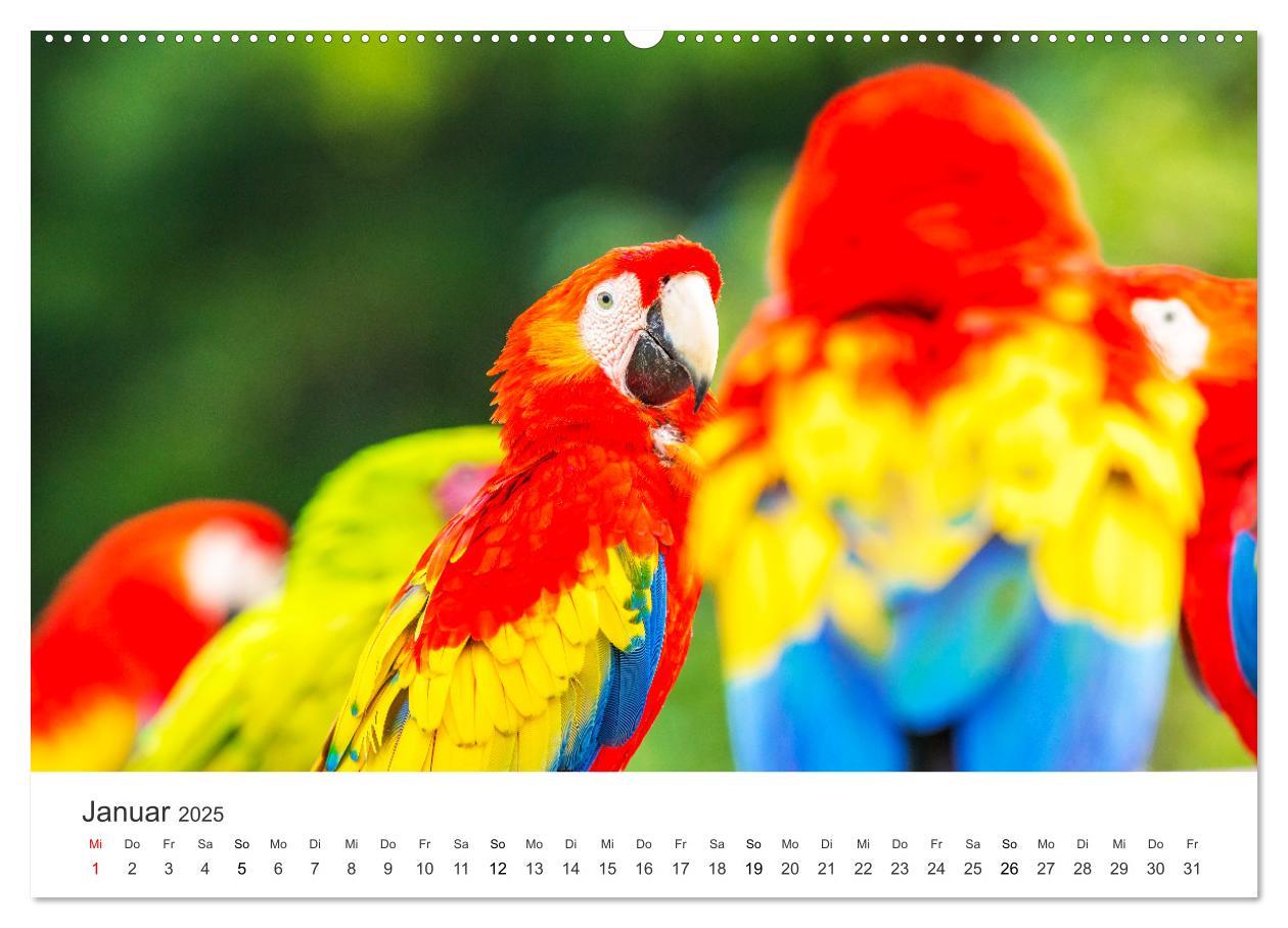 Bild: 9783435040766 | Vogelwelt - Die Könige der Lüfte. (Wandkalender 2025 DIN A2 quer),...