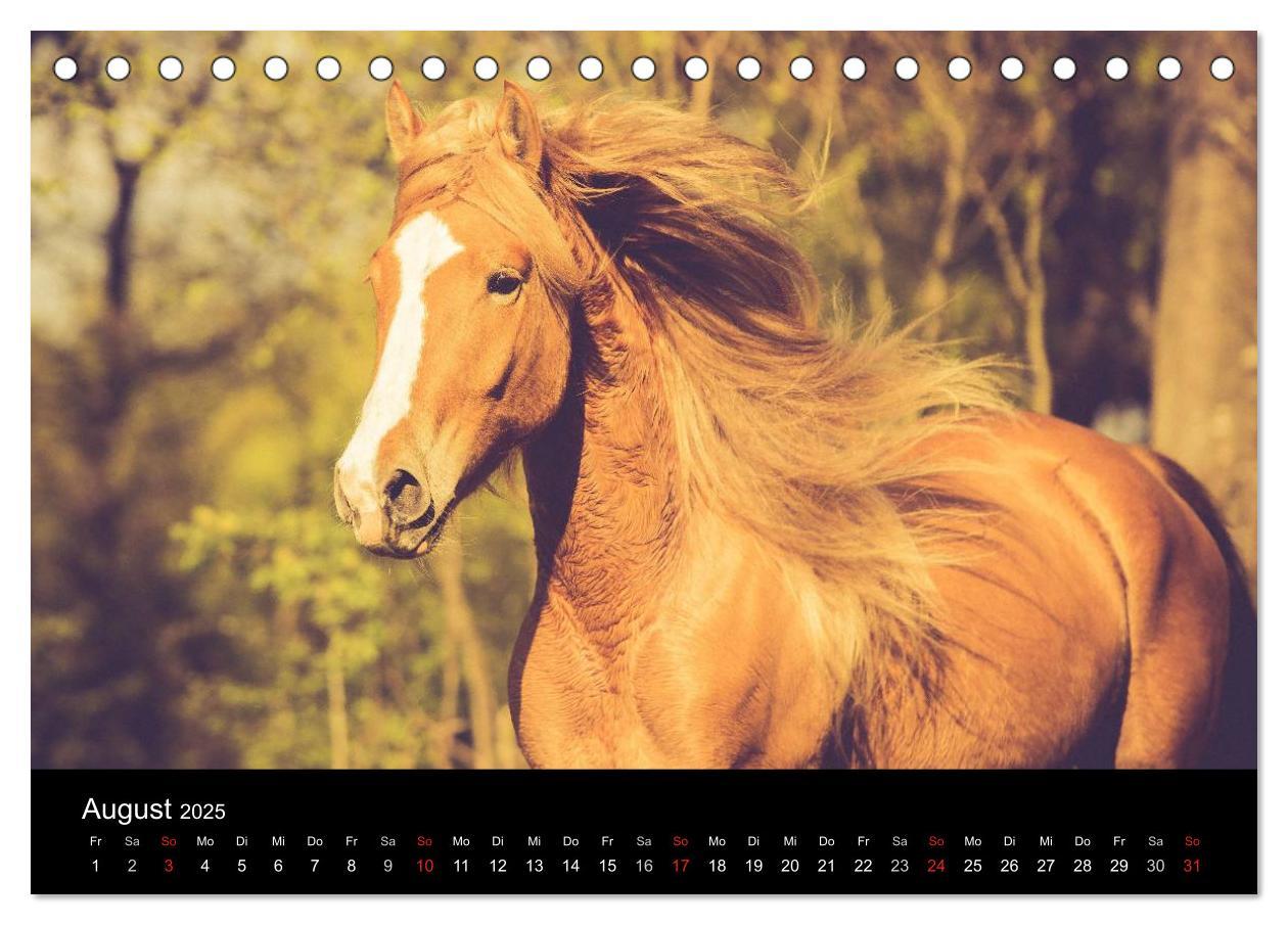 Bild: 9783435698653 | Pferde Träume (Tischkalender 2025 DIN A5 quer), CALVENDO...