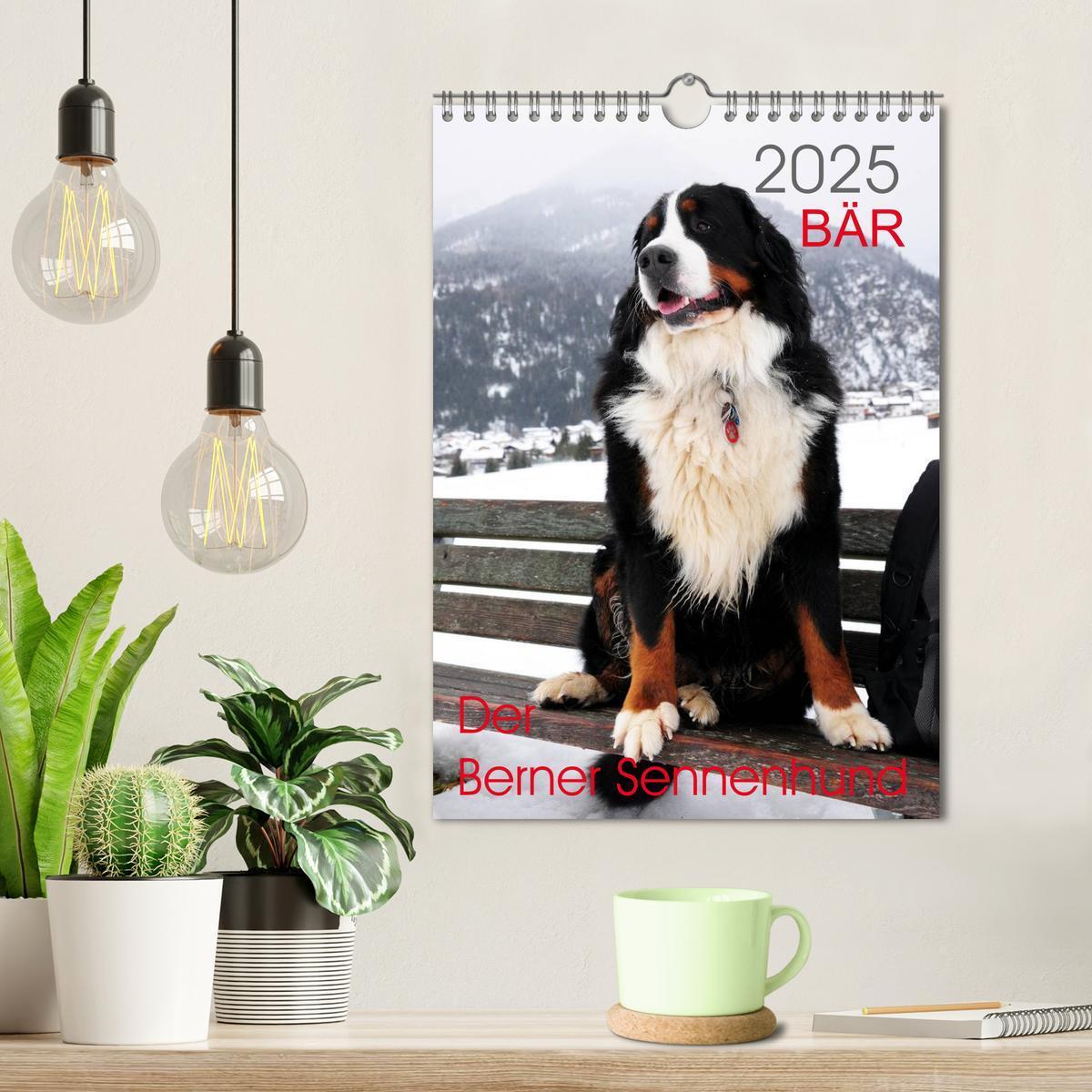 Bild: 9783457032602 | BÄR - Der Berner Sennenhund (Wandkalender 2025 DIN A4 hoch),...