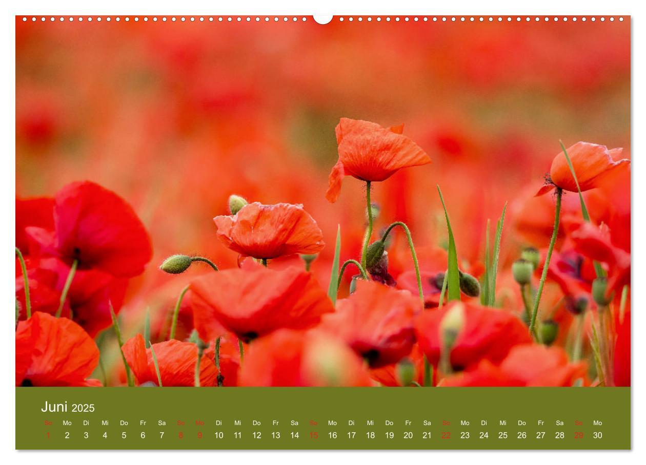 Bild: 9783435121885 | Mohnblumen Romantik (Wandkalender 2025 DIN A2 quer), CALVENDO...