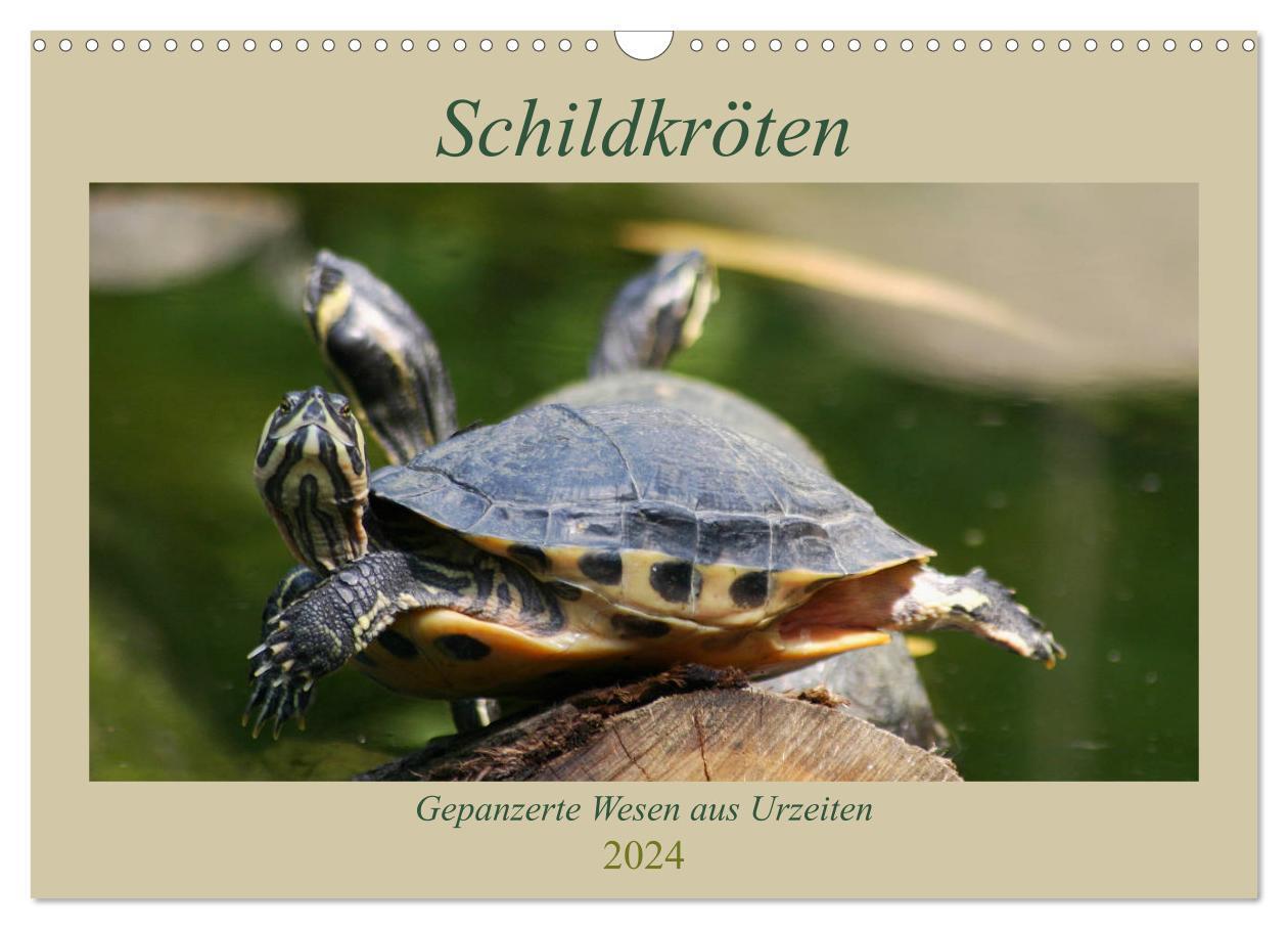 Cover: 9783383170744 | Schildkröten - Gepanzerte Wesen aus Urzeiten (Wandkalender 2024 DIN...